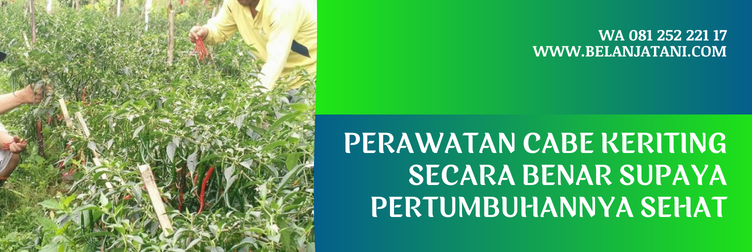 bibit cabe sios tavi, harga bibit cabe sios tavi, benih cabe keriting, benih cabe keriting yang bagus, benih cabe keriting unggul tahan penyakit, benih cabe keriting unggul