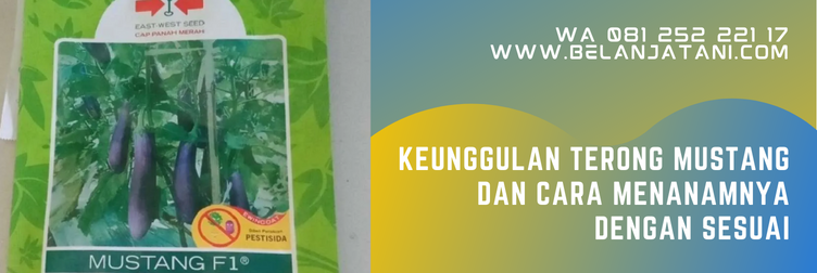 benih terong mustang f1, budidaya terong mustang f1, deskripsi terong mustang f1, benih terong mustang, benih terong ungu terbaik