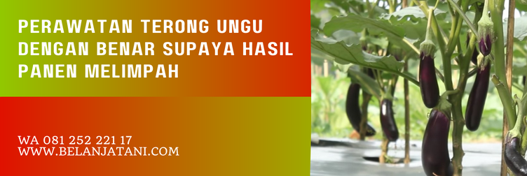 benih terong mustang f1, budidaya terong mustang f1, deskripsi terong mustang f1, benih terong mustang, benih terong ungu terbaik