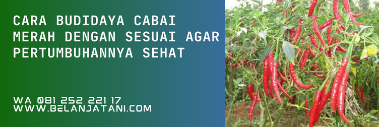 harga benih cabe merah besar, harga bibit cabe merah besar, cabe merah besar, harga cabe merah besar, cabe besar merah, cabe merah besar harga