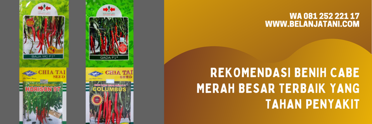 harga benih cabe merah besar, harga bibit cabe merah besar, cabe merah besar, harga cabe merah besar, cabe besar merah, cabe merah besar harga