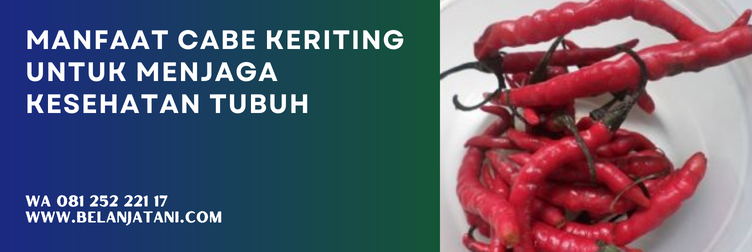 cabe tangguh f1, cabe tangguh, benih cabe tangguh, bibit cabe f1, bibit cabe keriting f1, bibit cabe keriting panah merah