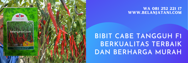 cabe tangguh f1, cabe tangguh, benih cabe tangguh, bibit cabe f1, bibit cabe keriting f1, bibit cabe keriting panah merah