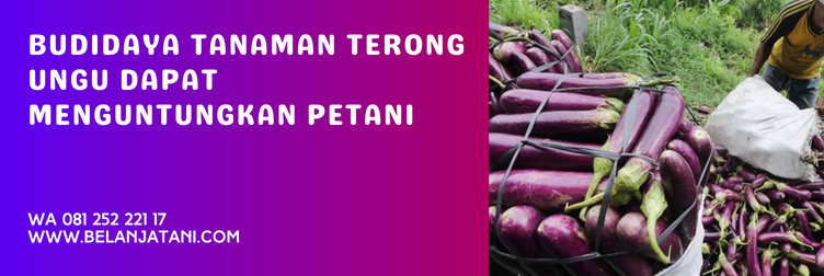 keunggulan terong antaboga, benih terong antaboga, bibit terong antaboga, harga terong antaboga, harga bibit terong antaboga, budidaya terong ungu