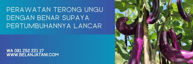 keunggulan terong antaboga, benih terong antaboga, bibit terong antaboga, harga terong antaboga, harga bibit terong antaboga, budidaya terong ungu