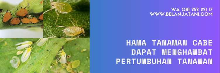 insektisida untuk cabe, daftar insektisida untuk cabe, merk pestisida untuk cabe, insektisida sistemik untuk cabe, racun hama cabe, pestisida untuk cabe