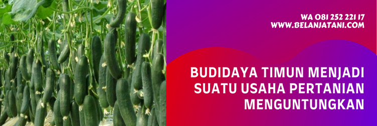 benih timun harmony plus, bibit timun harmony plus, bibit timun terbaik, bibit timun unggul, harga bibit timun, bibit mentimun yang bagus