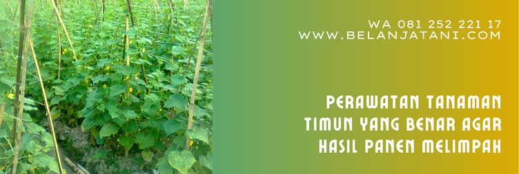 Jual Bibit Timun Harmony Plus Kualitas Unggulan Harga Terjangkau benih timun harmony plus, bibit timun harmony plus, bibit timun terbaik, bibit timun unggul, harga bibit timun, bibit mentimun yang bagus