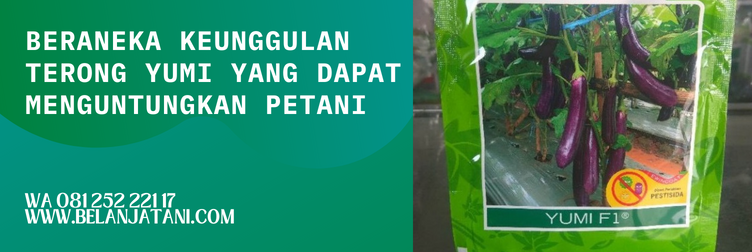 benih terong yumi f1, budidaya terong yumi, jual bibit terong yumi, benih terong yumi, benih terong ungu, benih terong ungu terbaik