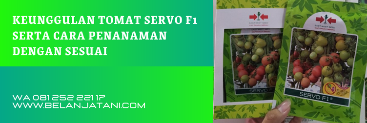 tomat servo f1, benih tomat servo f1, bibit tomat servo f1, harga bibit tomat servo f1, budidaya tomat servo f1, cara budidaya tomat servo f1
