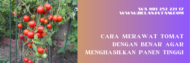 tomat servo f1, benih tomat servo f1, bibit tomat servo f1, harga bibit tomat servo f1, budidaya tomat servo f1, cara budidaya tomat servo f1