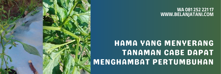 mipcinta, mipcinta 50 wp, insektisida mipcinta 50 wp, harga insektisida mipcinta, harga mipcinta 50 wp