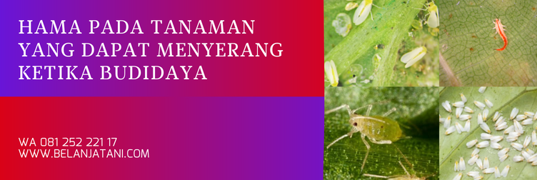kelebihan insektisida pegasus, fungsi insektisida pegasus, insektisida pegasus 500 sc, bahan aktif insektisida pegasus, insektisida bahan aktif diafentiuron