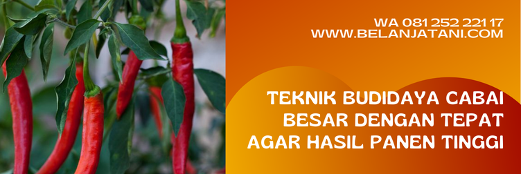 bibit cabe besar, bibit cabe cap kapal terbang, cap kapal terbang, bibit cabe merah yang bagus, bibit cabe