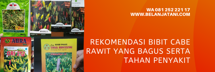 bibit cabe paling bagus, bibit cabe rawit unggul, harga bibit cabe rawit, benih cabe rawit yang bagus, bibit cabe rawit unggul terbaru