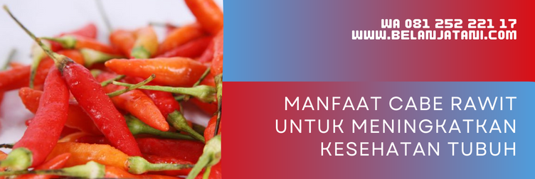 bibit cabe paling bagus, bibit cabe rawit unggul, harga bibit cabe rawit, benih cabe rawit yang bagus, bibit cabe rawit unggul terbaru