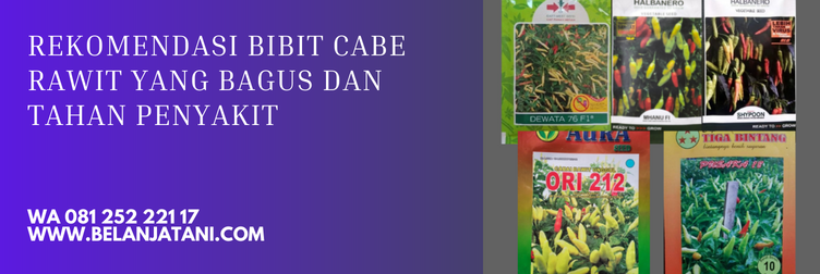 bibit cabe paling bagus, bibit cabe rawit unggul, harga bibit cabe rawit, benih cabe rawit yang bagus, bibit cabe rawit unggul terbaru