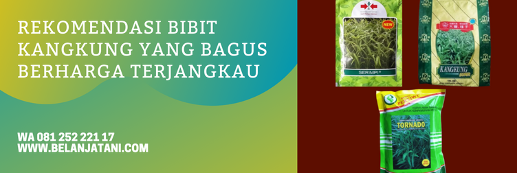 bibit kangkung, benih kangkung yang bagus, harga bibit kangkung, bibit kangkung darat, jual bibit kangkung terdekat