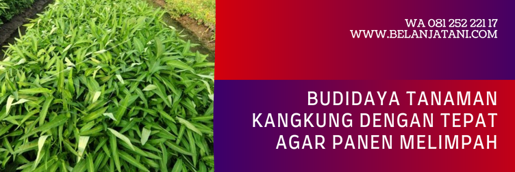 bibit kangkung, benih kangkung yang bagus, harga bibit kangkung, bibit kangkung darat, jual bibit kangkung terdekat