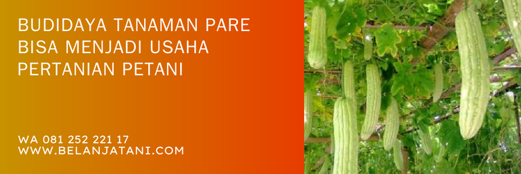bibit pare unggul, bibit pare super, cara menanam pare, benih pare, harga bibit pare