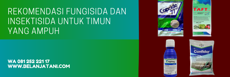 fungisida untuk timun, insektisida untuk timun, pestisida untuk timun, fungisida untuk tanaman timun, insektisida untuk tanaman timun