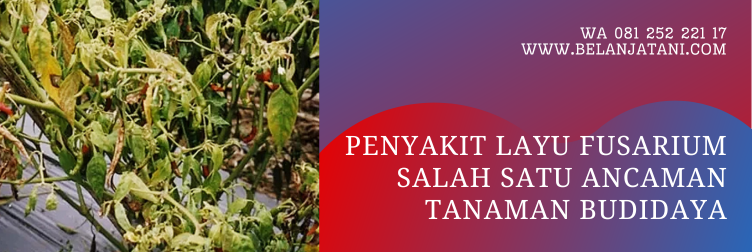 fungisida untuk layu fusarium, fungisida untuk layu fusarium pada cabai, fungisida layu fusarium, bahan aktif fungisida untuk layu fusarium, penyakit layu fusarium