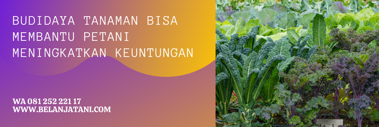 fungisida trivia, bahan aktif trivia, trivia bayer, trivia 73 wp, produk bayer