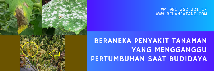 fungisida trivia, bahan aktif trivia, trivia bayer, trivia 73 wp, produk bayer