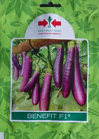 benih terong, benih terong benefit, tanaman terong benefit, budidaya terong benefit, tanam terong benefit, cara menanam terong benefit, jual benih terong benefit, terong benefit murah, terong benefit terbaru, belanja tani