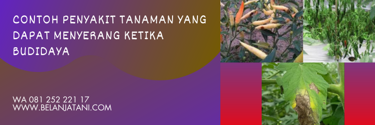 manfaat fungisida daconil, daconil fungisida, fungisida berbahan aktif klorotalonil, bahan aktif klorotalonil, manfaat fungisida berbahan aktif klorotalonil
