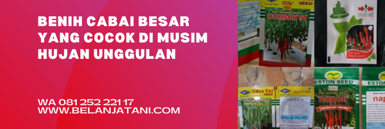 benih cabai tahan hujan, benih cabe musim hujan, cabai besar, tanaman cabe di musim hujan, bibit cabai besar paling bagus