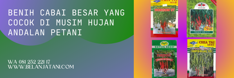 benih cabai tahan hujan, benih cabe musim hujan, cabai besar, tanaman cabe di musim hujan, bibit cabai besar paling bagus