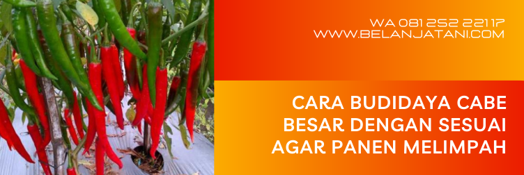 benih cabai tahan hujan, benih cabe musim hujan, cabai besar, tanaman cabe di musim hujan, bibit cabai besar paling bagus