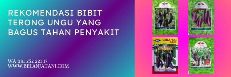benih terong ungu, merk bibit terong ungu yang bagus, benih terong ungu, bibit terong ungu panjang, bibit terong unggul