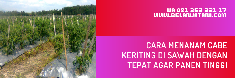 menanam cabe, cara menanam cabe di sawah, cara menanam cabe keriting, jarak tanam cabe keriting, tanaman cabe keriting