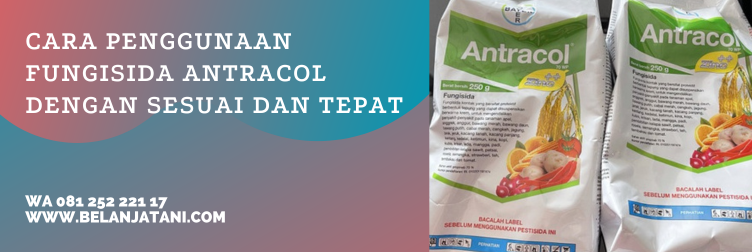 Jual Fungisida Antracol Berkualitas Terbaik Dan Berharga Murah | Belanja Tani antracol fungisida, cara menggunakan antracol, campuran antracol, dosis antracol, dosis penggunaan antracol