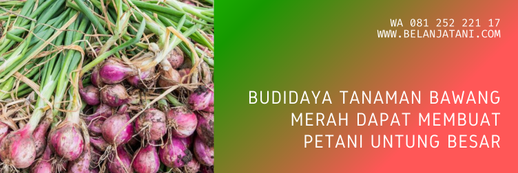 fungisida terbaik untuk bawang merah, fungisida untuk layu fusarium pada bawang merah, fungisida bawang merah, penyakit pada bawang merah,  budidaya bawang merah