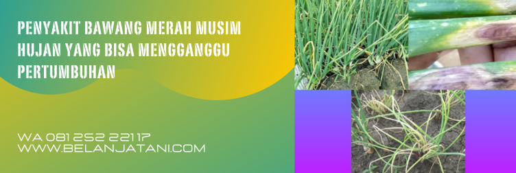 fungisida terbaik untuk bawang merah, fungisida untuk layu fusarium pada bawang merah, fungisida bawang merah, penyakit pada bawang merah,  budidaya bawang merah