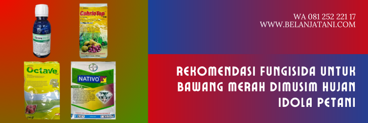 fungisida terbaik untuk bawang merah, fungisida untuk layu fusarium pada bawang merah, fungisida bawang merah, penyakit pada bawang merah,  budidaya bawang merah