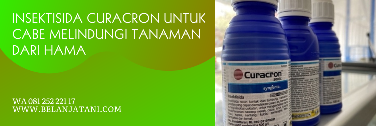 curacron insektisida, bahan aktif curacron, dosis curacron untuk cabe, efek samping curacron, insektisida untuk cabe
