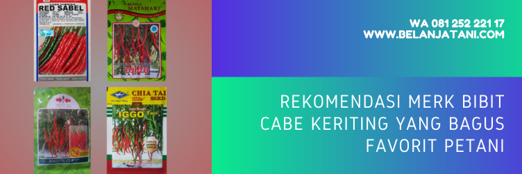 bibit cabe keriting unggul, benih cabe keriting unggul tahan penyakit, bibit cabe, bibit cabe hibrida yang bagus, bibit cabe keriting f1