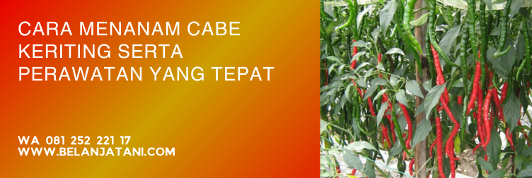 bibit cabe keriting unggul, benih cabe keriting unggul tahan penyakit, bibit cabe, bibit cabe hibrida yang bagus, bibit cabe keriting f1