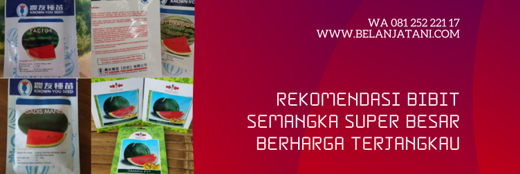 benih semangka, bibit semangka non biji, bibit semangka super jumbo, cara menanam semangka agar buahnya besar, bibit semangka inul super besar