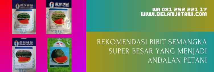 Jual Bibit Semangka Super Besar Harga Murah Berkualitas Terbaik | Belanja Tani benih semangka, bibit semangka non biji, bibit semangka super jumbo, cara menanam semangka agar buahnya besar, bibit semangka inul super besar