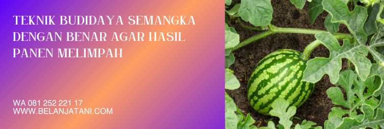 benih semangka, bibit semangka non biji, bibit semangka super jumbo, cara menanam semangka agar buahnya besar, bibit semangka inul super besar