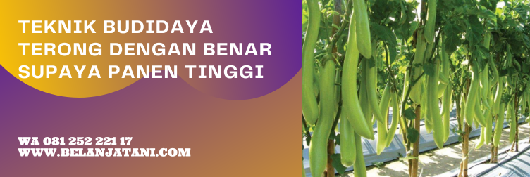 Jual Bibit Terong Hijau Yang Bagus Tahan Penyakit Harga Murah | Belanja Tani bibit terong hijau panjang, tanaman terong hijau, terong lalap hijau, bibit terong unggul, terong hijau panjang