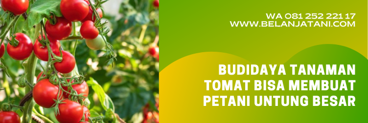 benih tomat, bibit tomat unggul, bibit pohon tomat, harga bibit tomat, tomat dataran tinggi, bibit tomat yg paling bagus