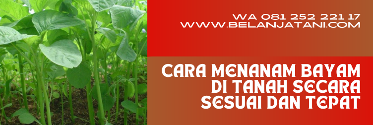 cara menanam bayam, cara menanam bayam bagi pemula, budidaya bayam, cara menanam sayuran bayam, cara tanam bayam