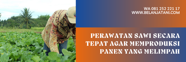 Jual Benih Sawi Hijau Berkualitas Unggulan dan Berharga Terjangkau | Belanja Tani cara menanam sawi hijau, cara menanam sayuran sawi, cara tanam sawi hijau, cara tanam sawi, cara menanam sayuran sawi