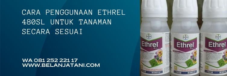 kegunaan ethrel, harga ethrel, efek samping penggunaan ethrel, ethrel pematang buah, cara pemakaian ethrel untuk pisang